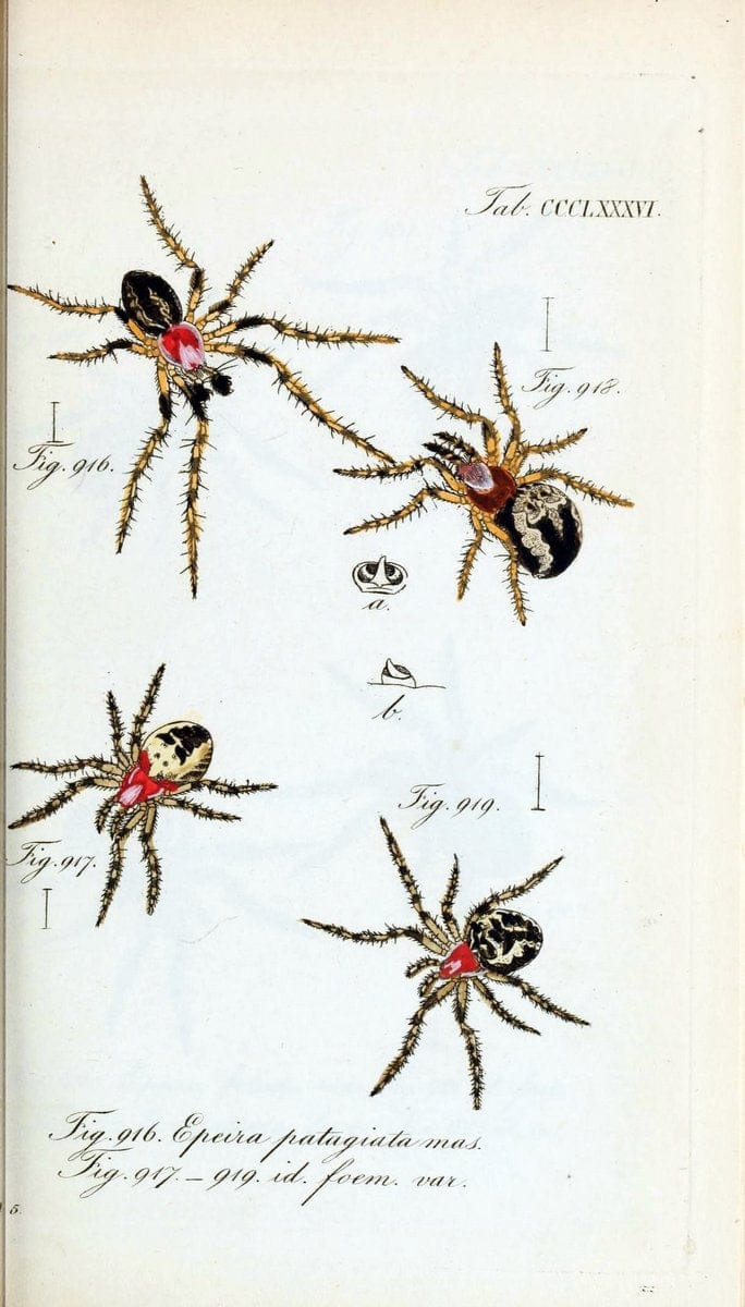 Die Arachniden :.NÃ¼rnberg :In der C. H. Zeh'schen Buchhandlung,1831-1848.  | Arachnida  | Vintage Print Reproduction 471051
