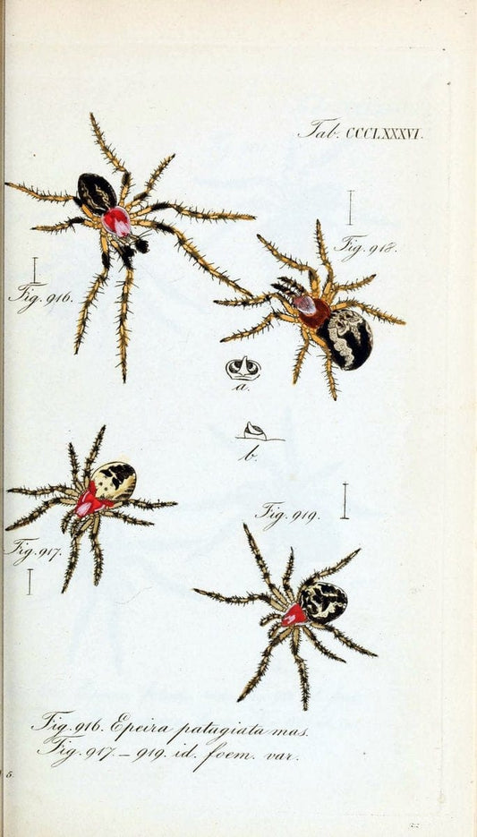 Die Arachniden :.NÃ¼rnberg :In der C. H. Zeh'schen Buchhandlung,1831-1848.  | Arachnida  | Vintage Print Reproduction 471051