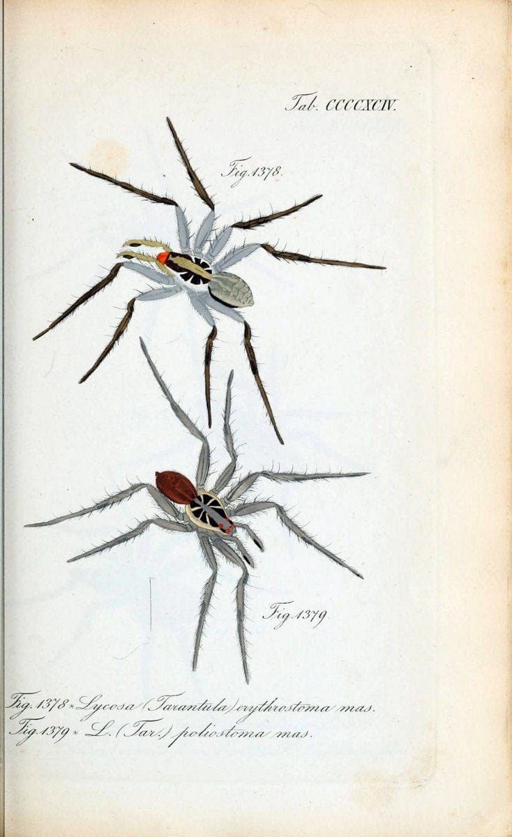 Die Arachniden :.NÃ¼rnberg :In der C. H. Zeh'schen Buchhandlung,1831-1848.  | Arachnida  | Vintage Print Reproduction 471052
