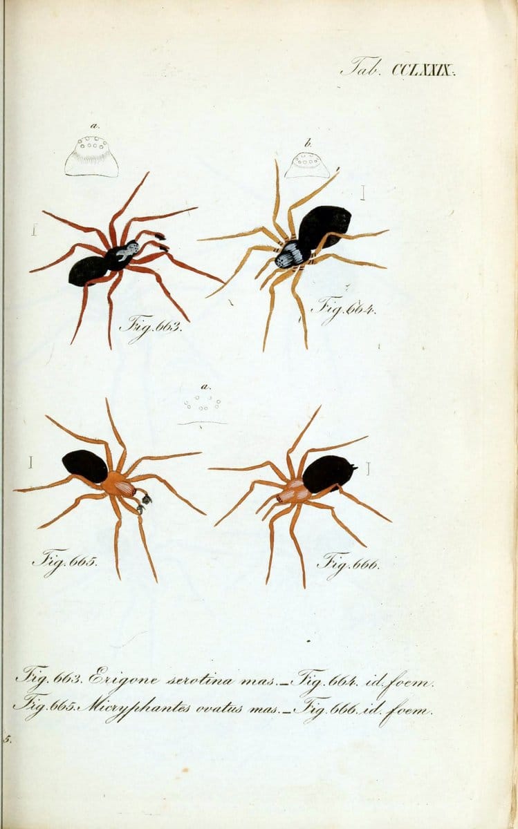 Die Arachniden :.NÃ¼rnberg :In der C. H. Zeh'schen Buchhandlung,1831-1848.  | Arachnida  | Vintage Print Reproduction 471053
