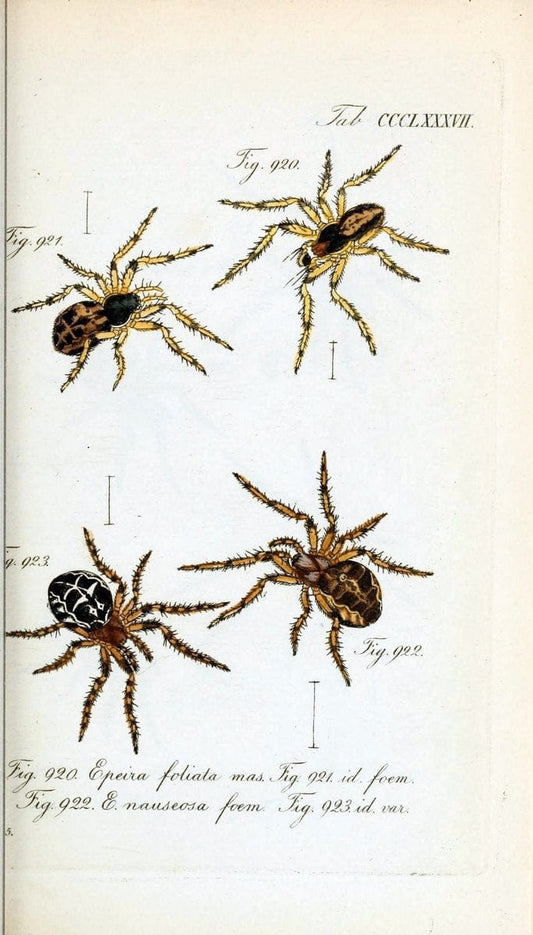 Die Arachniden :.NÃ¼rnberg :In der C. H. Zeh'schen Buchhandlung,1831-1848.  | Arachnida  | Vintage Print Reproduction 471054