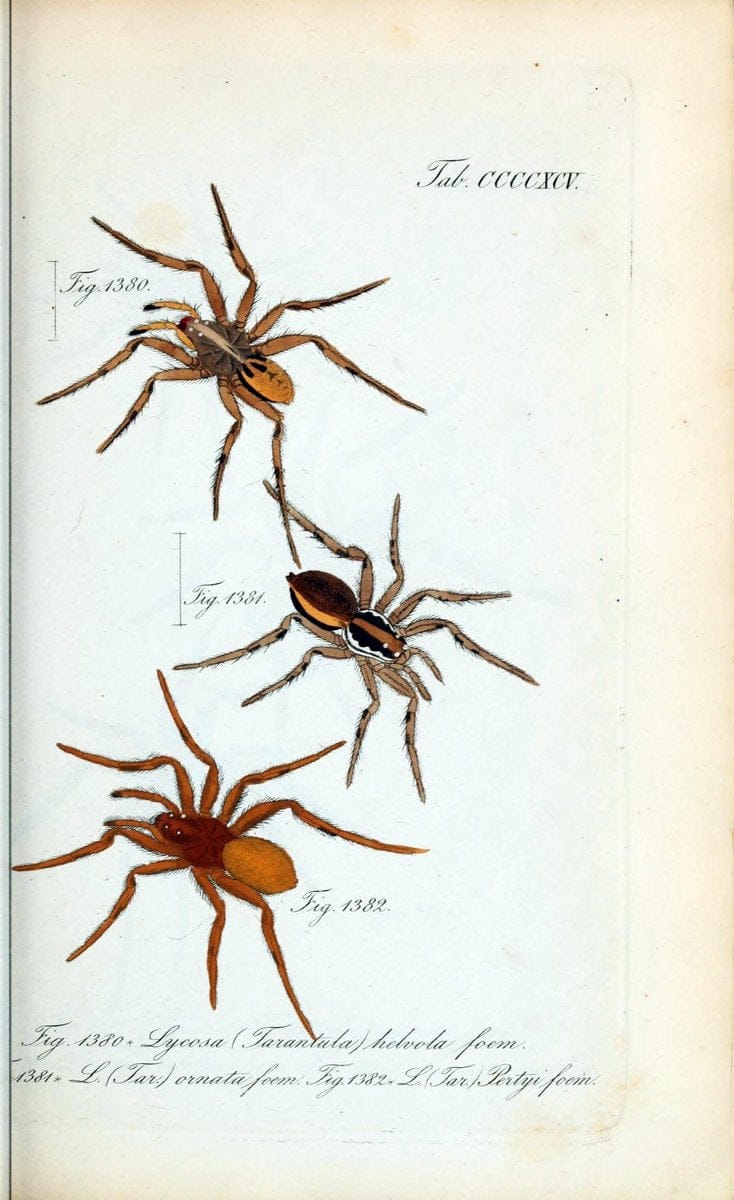 Die Arachniden :.NÃ¼rnberg :In der C. H. Zeh'schen Buchhandlung,1831-1848.  | Arachnida  | Vintage Print Reproduction 471055