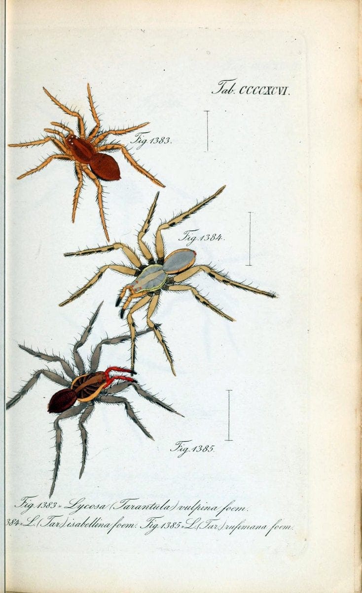 Die Arachniden :.NÃ¼rnberg :In der C. H. Zeh'schen Buchhandlung,1831-1848.  | Arachnida  | Vintage Print Reproduction 471057