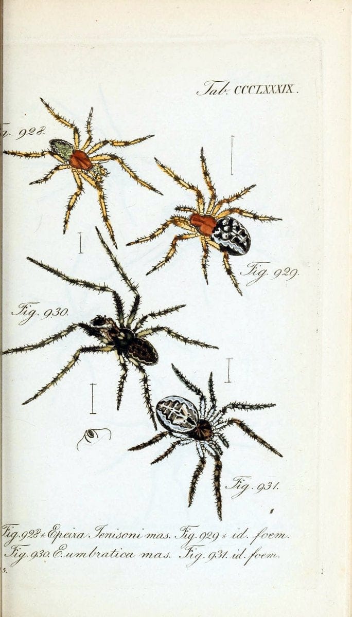 Die Arachniden :.NÃ¼rnberg :In der C. H. Zeh'schen Buchhandlung,1831-1848.  | Arachnida  | Vintage Print Reproduction 471058