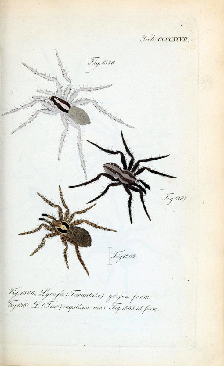 Die Arachniden :.NÃ¼rnberg :In der C. H. Zeh'schen Buchhandlung,1831-1848.  | Arachnida  | Vintage Print Reproduction 471059