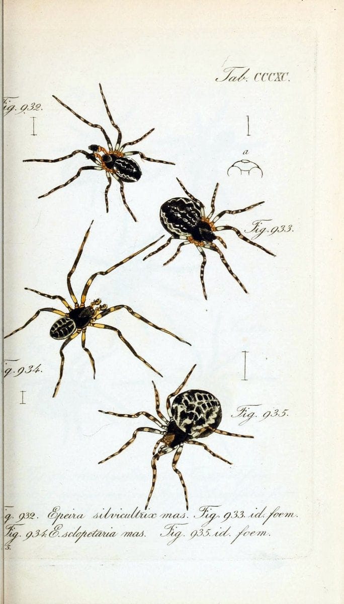 Die Arachniden :.NÃ¼rnberg :In der C. H. Zeh'schen Buchhandlung,1831-1848.  | Arachnida  | Vintage Print Reproduction 471060