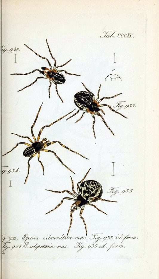Die Arachniden :.NÃ¼rnberg :In der C. H. Zeh'schen Buchhandlung,1831-1848.  | Arachnida  | Vintage Print Reproduction 471060