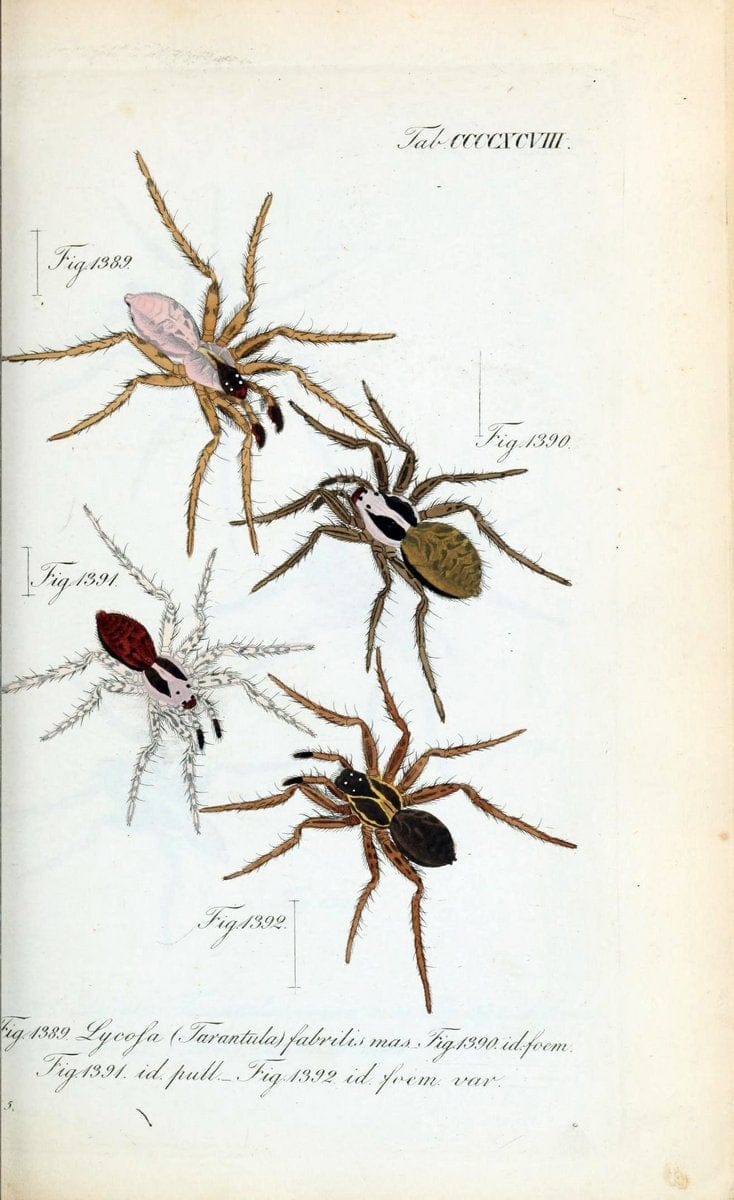 Die Arachniden :.NÃ¼rnberg :In der C. H. Zeh'schen Buchhandlung,1831-1848.  | Arachnida  | Vintage Print Reproduction 471061