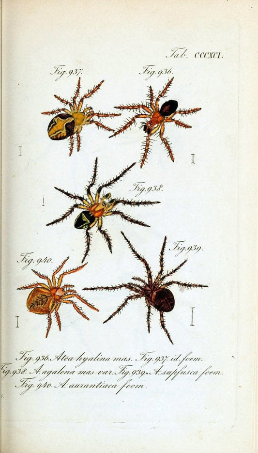 Die Arachniden :.NÃ¼rnberg :In der C. H. Zeh'schen Buchhandlung,1831-1848.  | Arachnida  | Vintage Print Reproduction 471062