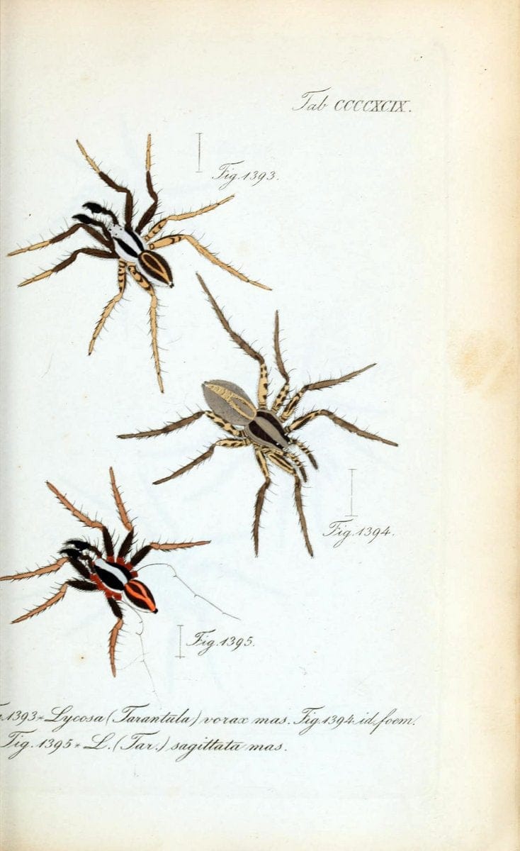 Die Arachniden :.NÃ¼rnberg :In der C. H. Zeh'schen Buchhandlung,1831-1848.  | Arachnida  | Vintage Print Reproduction 471063