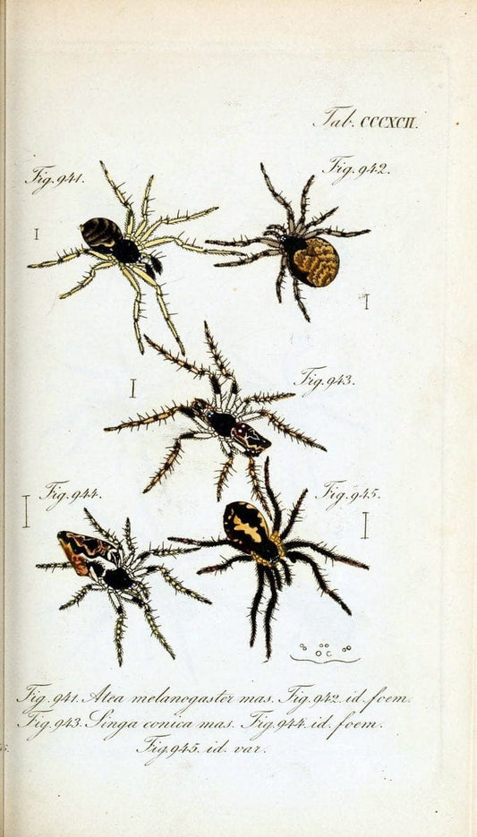 Die Arachniden :.NÃ¼rnberg :In der C. H. Zeh'schen Buchhandlung,1831-1848.  | Arachnida  | Vintage Print Reproduction 471064