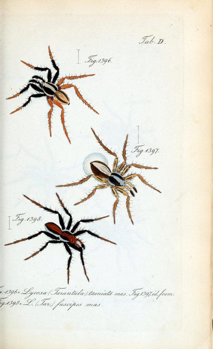 Die Arachniden :.NÃ¼rnberg :In der C. H. Zeh'schen Buchhandlung,1831-1848.  | Arachnida  | Vintage Print Reproduction 471065