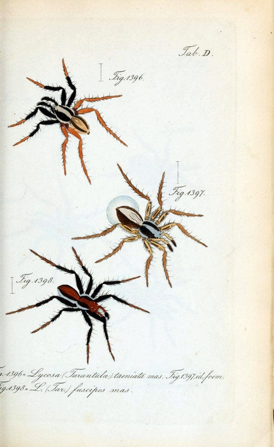 Die Arachniden :.NÃ¼rnberg :In der C. H. Zeh'schen Buchhandlung,1831-1848.  | Arachnida  | Vintage Print Reproduction 471065