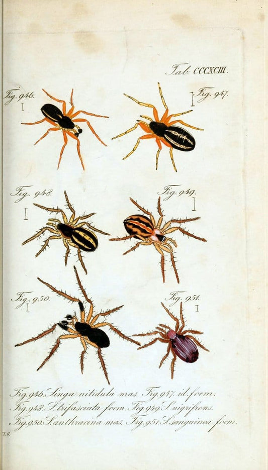 Die Arachniden :.NÃ¼rnberg :In der C. H. Zeh'schen Buchhandlung,1831-1848.  | Arachnida  | Vintage Print Reproduction 471066