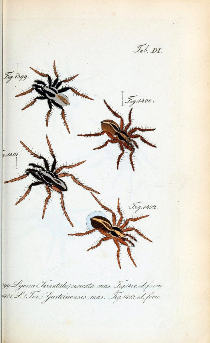 Die Arachniden :.NÃ¼rnberg :In der C. H. Zeh'schen Buchhandlung,1831-1848.  | Arachnida  | Vintage Print Reproduction 471067