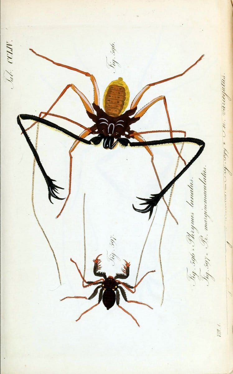 Die Arachniden :.NÃ¼rnberg :In der C. H. Zeh'schen Buchhandlung,1831-1848.  | Arachnida  | Vintage Print Reproduction 471068