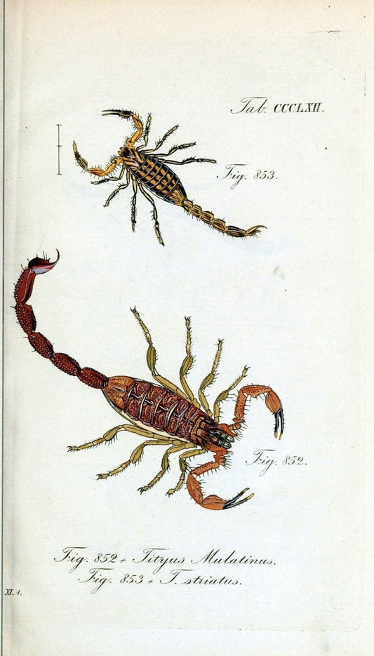 Die Arachniden :.NÃ¼rnberg :In der C. H. Zeh'schen Buchhandlung,1831-1848.  | Arachnida  | Vintage Print Reproduction 471069
