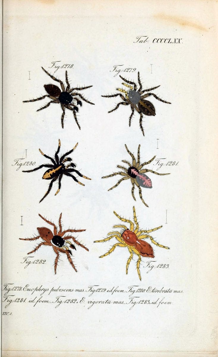 Die Arachniden :.NÃ¼rnberg :In der C. H. Zeh'schen Buchhandlung,1831-1848.  | Arachnida  | Vintage Print Reproduction 471070