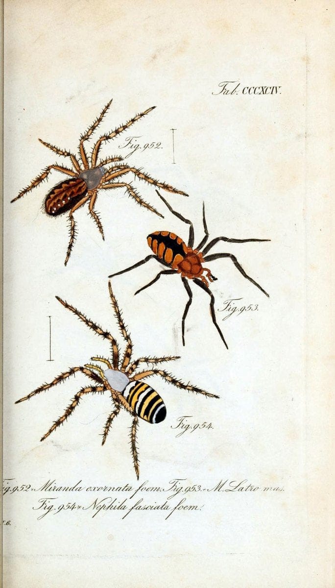 Die Arachniden :.NÃ¼rnberg :In der C. H. Zeh'schen Buchhandlung,1831-1848.  | Arachnida  | Vintage Print Reproduction 471071
