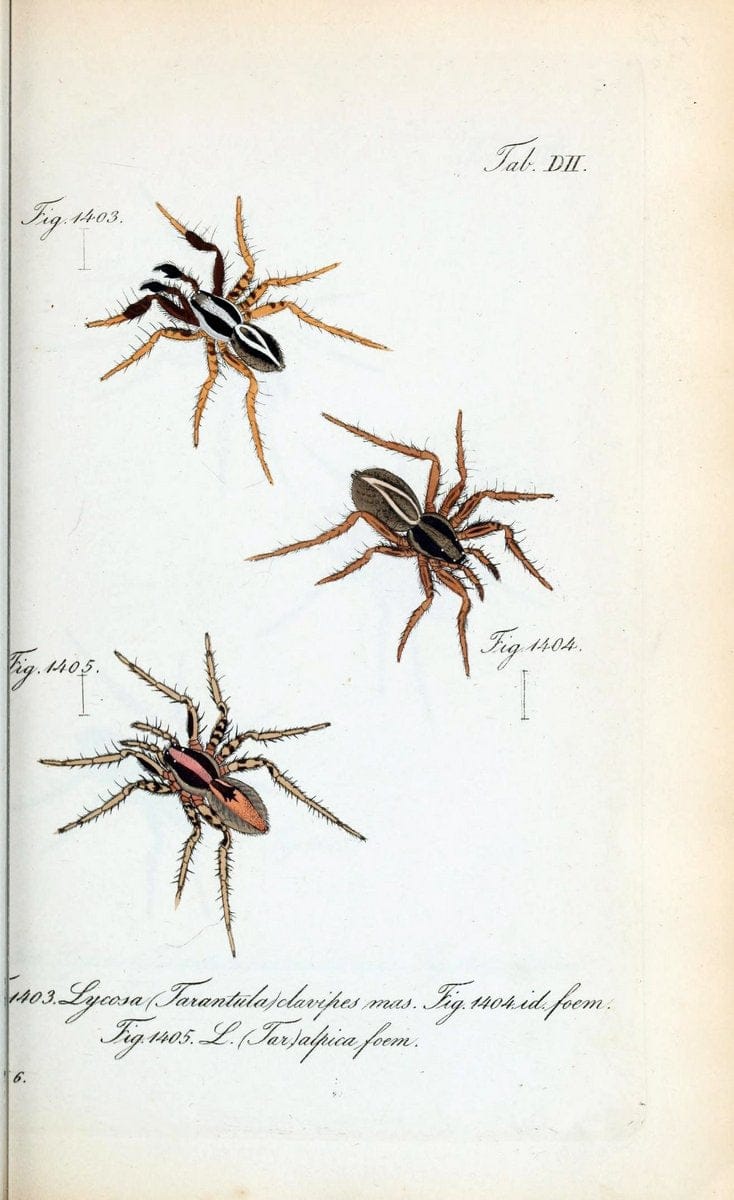 Die Arachniden :.NÃ¼rnberg :In der C. H. Zeh'schen Buchhandlung,1831-1848.  | Arachnida  | Vintage Print Reproduction 471072