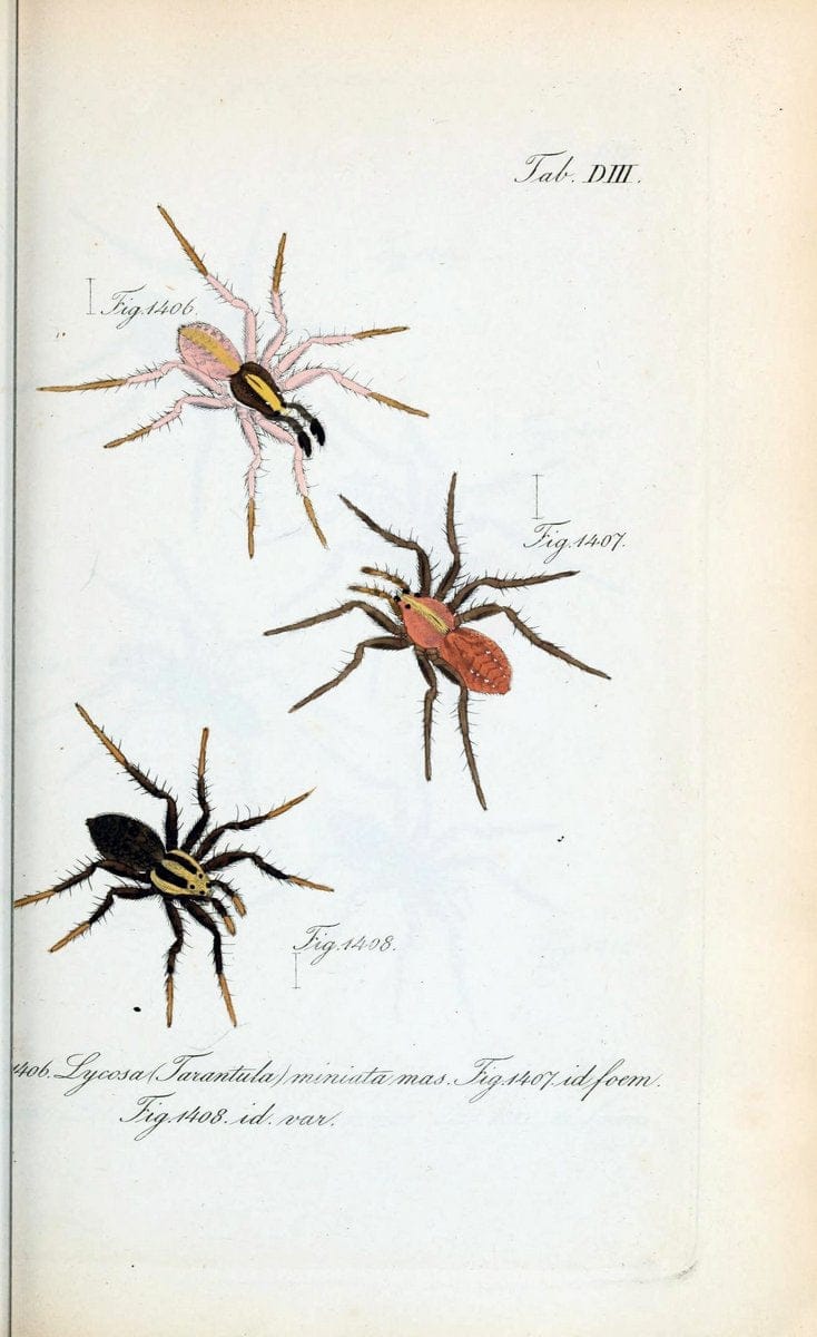 Die Arachniden :.NÃ¼rnberg :In der C. H. Zeh'schen Buchhandlung,1831-1848.  | Arachnida  | Vintage Print Reproduction 471074