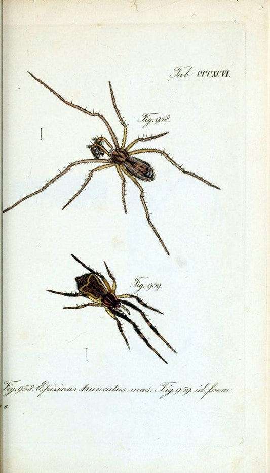 Die Arachniden :.NÃ¼rnberg :In der C. H. Zeh'schen Buchhandlung,1831-1848.  | Arachnida  | Vintage Print Reproduction 471075