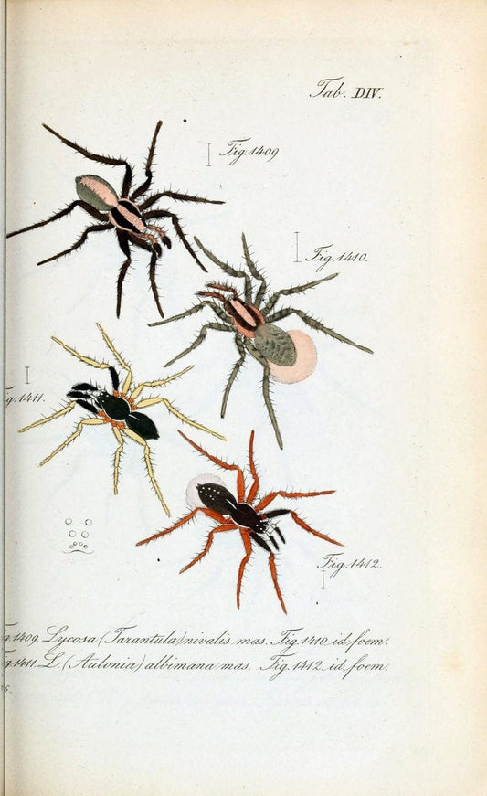 Die Arachniden :.NÃ¼rnberg :In der C. H. Zeh'schen Buchhandlung,1831-1848.  | Arachnida  | Vintage Print Reproduction 471076