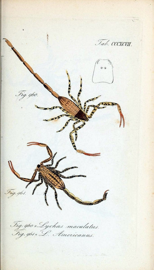 Die Arachniden :.NÃ¼rnberg :In der C. H. Zeh'schen Buchhandlung,1831-1848.  | Arachnida  | Vintage Print Reproduction 471077