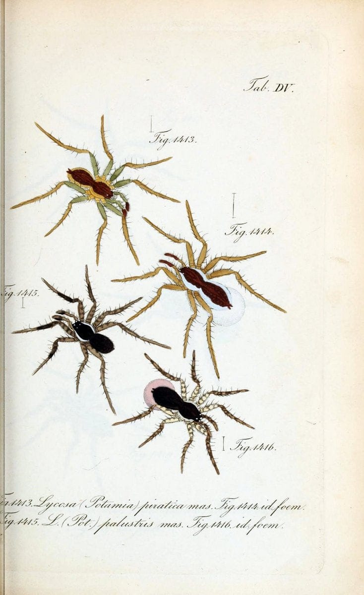 Die Arachniden :.NÃ¼rnberg :In der C. H. Zeh'schen Buchhandlung,1831-1848.  | Arachnida  | Vintage Print Reproduction 471078