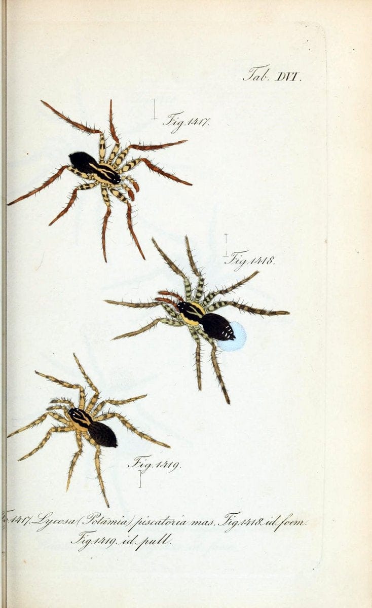 Die Arachniden :.NÃ¼rnberg :In der C. H. Zeh'schen Buchhandlung,1831-1848.  | Arachnida  | Vintage Print Reproduction 471080