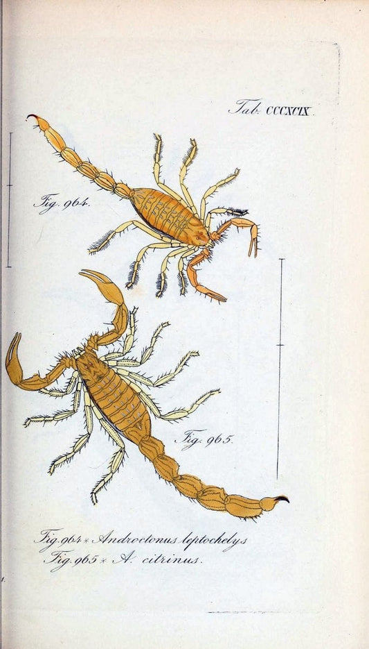 Die Arachniden :.NÃ¼rnberg :In der C. H. Zeh'schen Buchhandlung,1831-1848.  | Arachnida  | Vintage Print Reproduction 471081