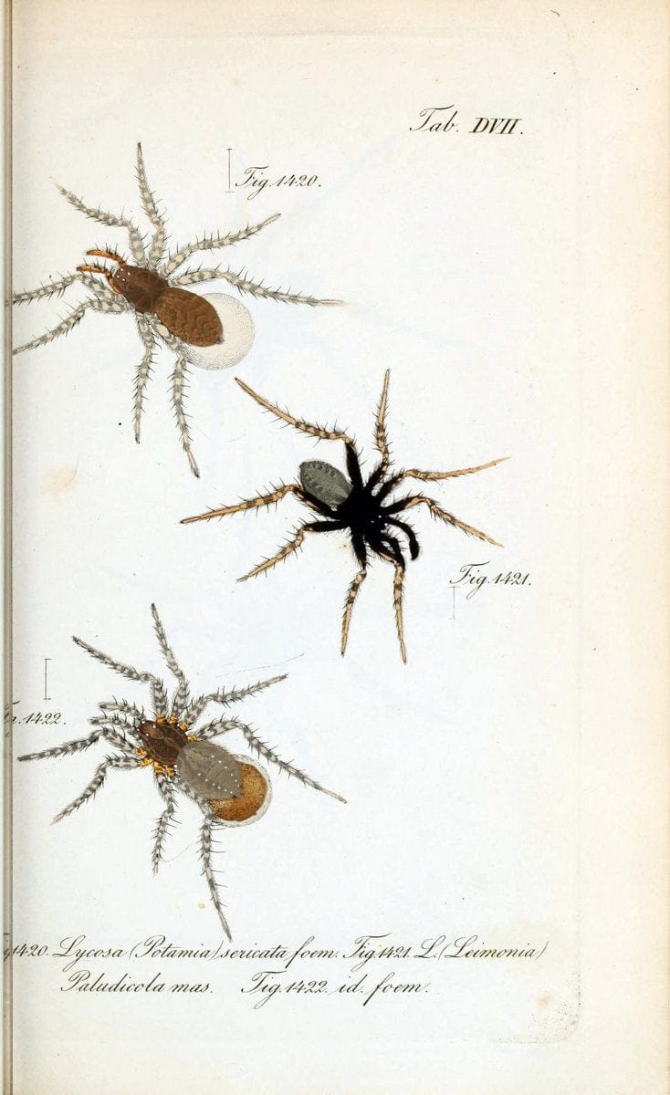 Die Arachniden :.NÃ¼rnberg :In der C. H. Zeh'schen Buchhandlung,1831-1848.  | Arachnida  | Vintage Print Reproduction 471082