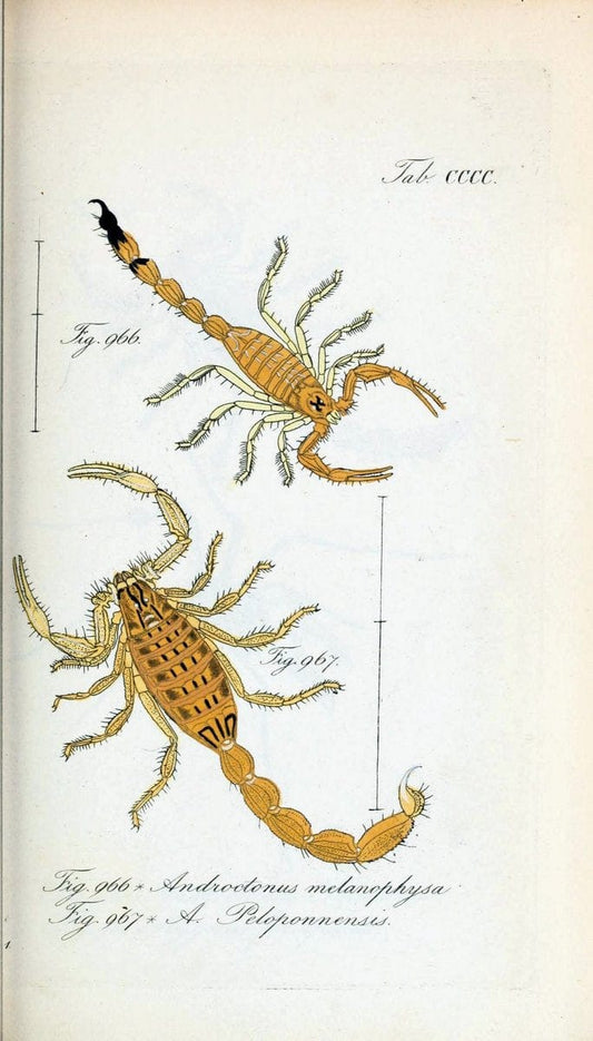 Die Arachniden :.NÃ¼rnberg :In der C. H. Zeh'schen Buchhandlung,1831-1848.  | Arachnida  | Vintage Print Reproduction 471083