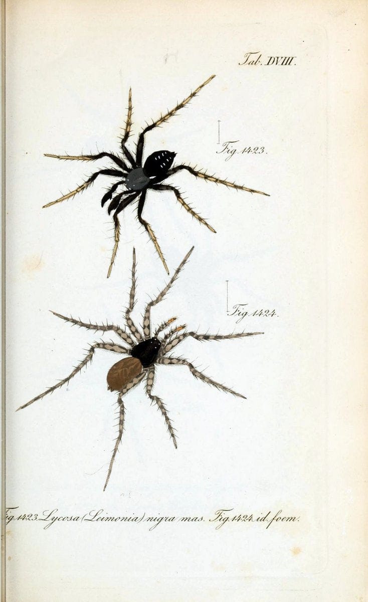 Die Arachniden :.NÃ¼rnberg :In der C. H. Zeh'schen Buchhandlung,1831-1848.  | Arachnida  | Vintage Print Reproduction 471084