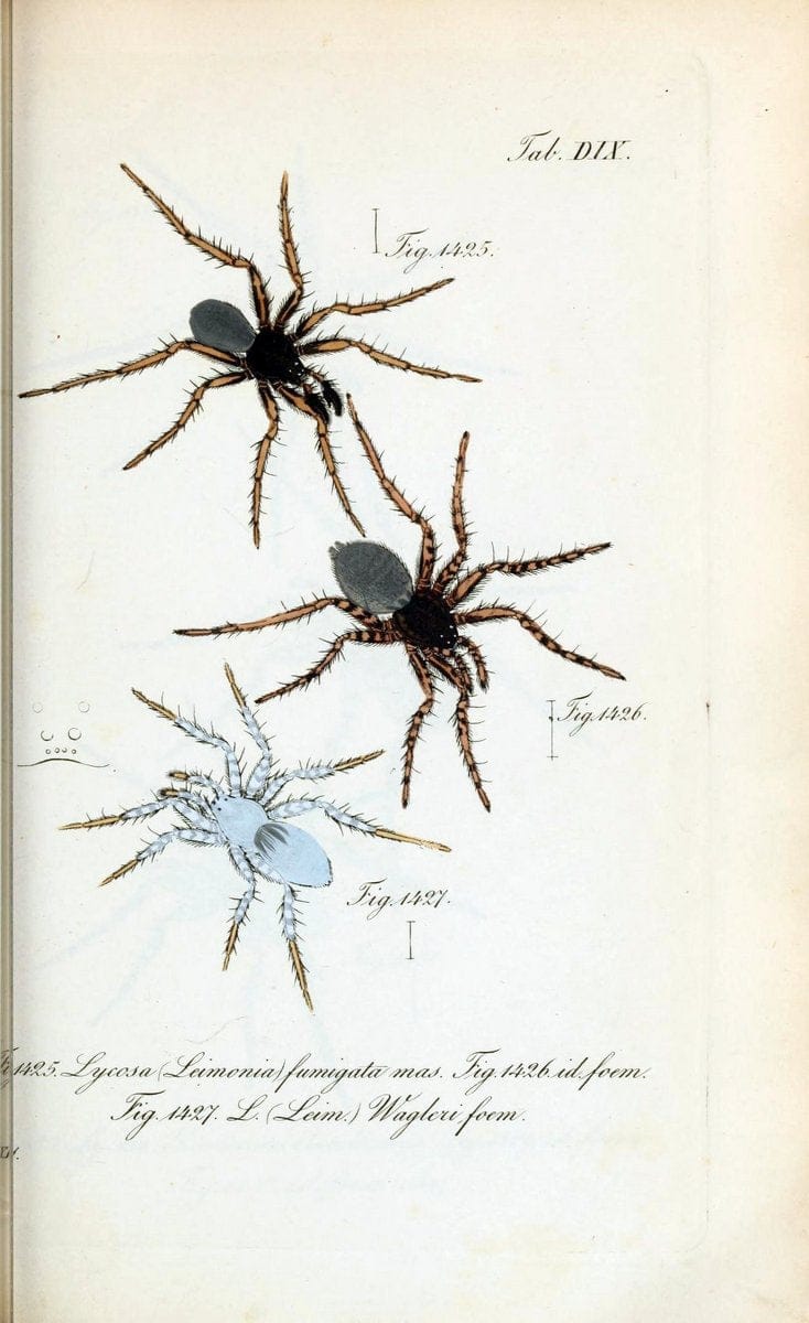 Die Arachniden :.NÃ¼rnberg :In der C. H. Zeh'schen Buchhandlung,1831-1848.  | Arachnida  | Vintage Print Reproduction 471086