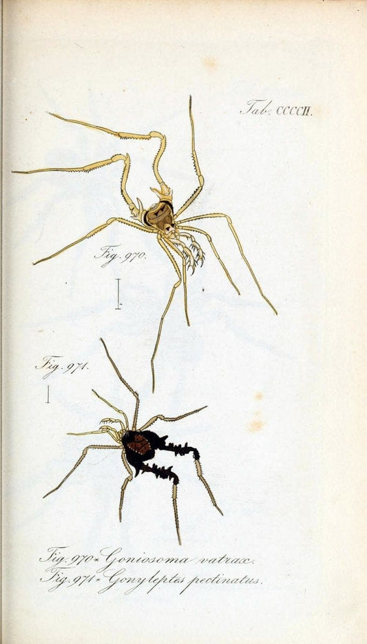 Die Arachniden :.NÃ¼rnberg :In der C. H. Zeh'schen Buchhandlung,1831-1848.  | Arachnida  | Vintage Print Reproduction 471087