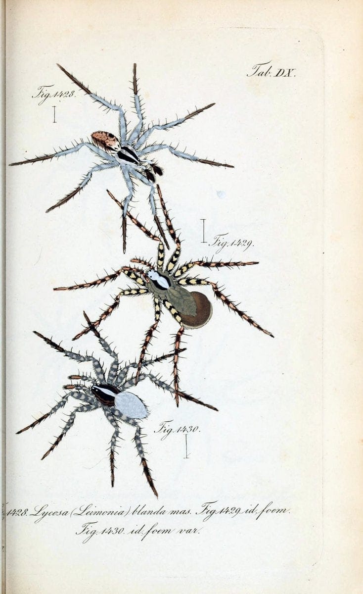 Die Arachniden :.NÃ¼rnberg :In der C. H. Zeh'schen Buchhandlung,1831-1848.  | Arachnida  | Vintage Print Reproduction 471088