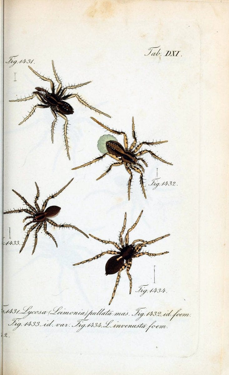 Die Arachniden :.NÃ¼rnberg :In der C. H. Zeh'schen Buchhandlung,1831-1848.  | Arachnida  | Vintage Print Reproduction 471090