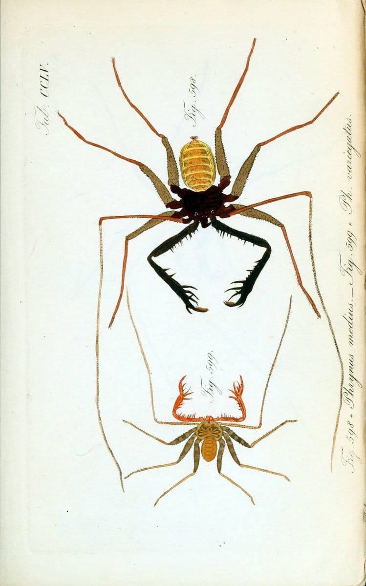 Die Arachniden :.NÃ¼rnberg :In der C. H. Zeh'schen Buchhandlung,1831-1848.  | Arachnida  | Vintage Print Reproduction 471091