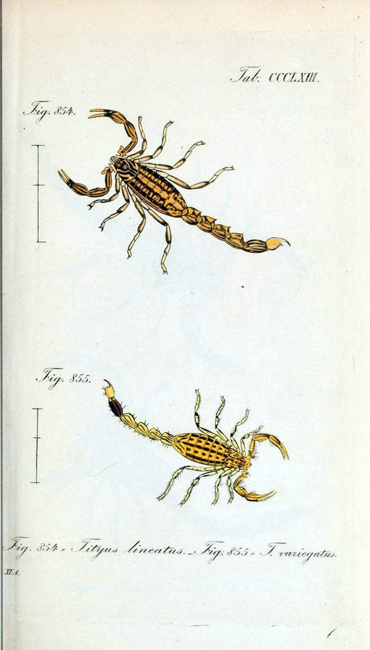 Die Arachniden :.NÃ¼rnberg :In der C. H. Zeh'schen Buchhandlung,1831-1848.  | Arachnida  | Vintage Print Reproduction 471092
