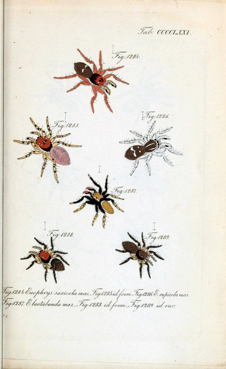Die Arachniden :.NÃ¼rnberg :In der C. H. Zeh'schen Buchhandlung,1831-1848.  | Arachnida  | Vintage Print Reproduction 471093