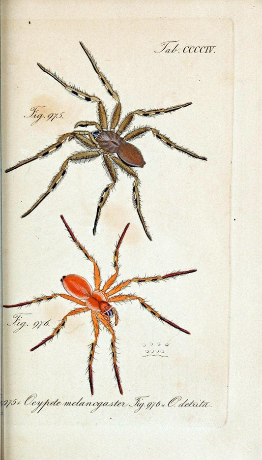 Die Arachniden :.NÃ¼rnberg :In der C. H. Zeh'schen Buchhandlung,1831-1848.  | Arachnida  | Vintage Print Reproduction 471094