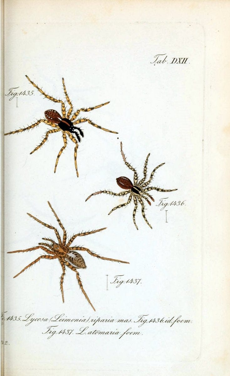Die Arachniden :.NÃ¼rnberg :In der C. H. Zeh'schen Buchhandlung,1831-1848.  | Arachnida  | Vintage Print Reproduction 471095