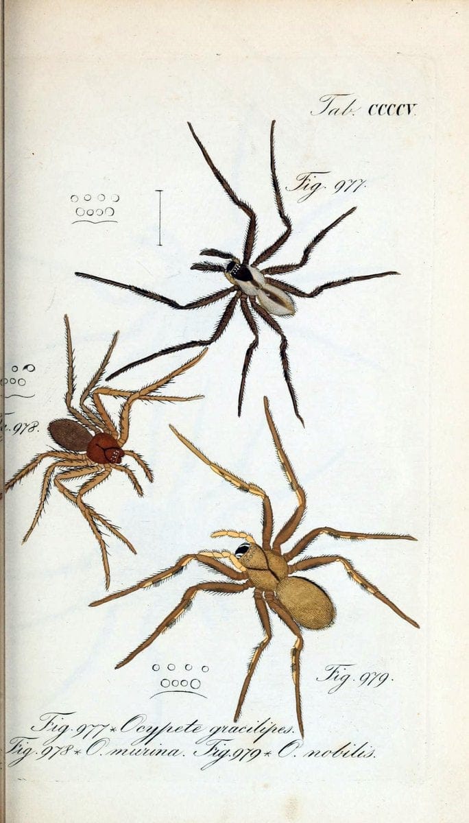 Die Arachniden :.NÃ¼rnberg :In der C. H. Zeh'schen Buchhandlung,1831-1848.  | Arachnida  | Vintage Print Reproduction 471096