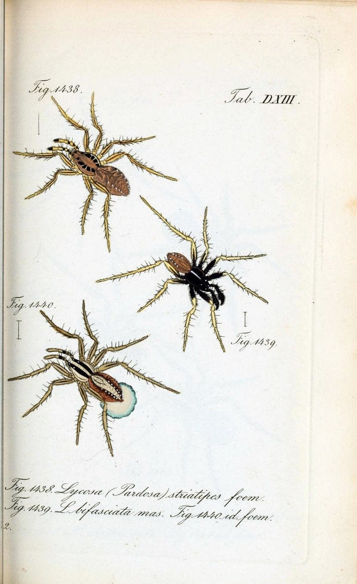 Die Arachniden :.NÃ¼rnberg :In der C. H. Zeh'schen Buchhandlung,1831-1848.  | Arachnida  | Vintage Print Reproduction 471097