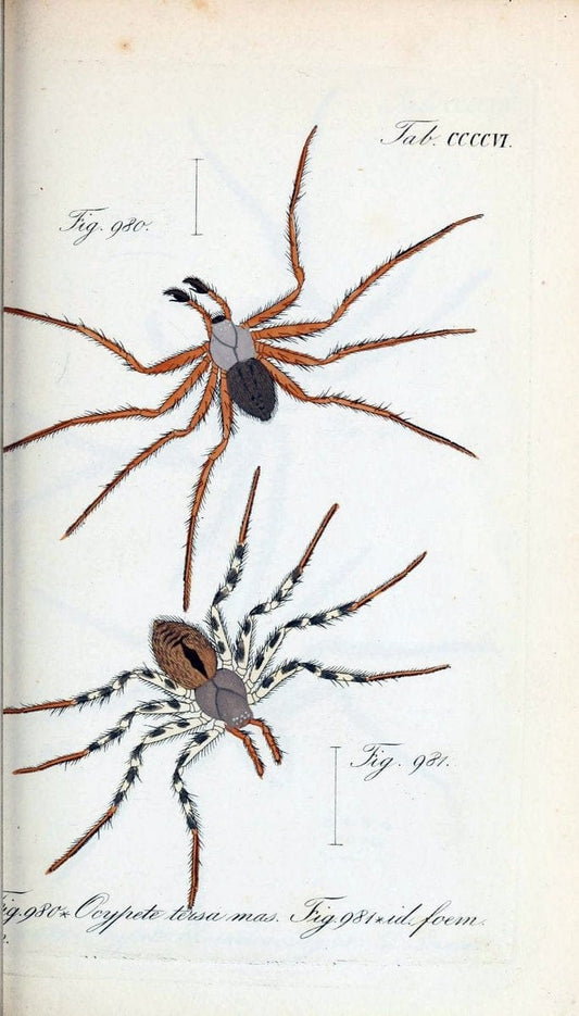 Die Arachniden :.NÃ¼rnberg :In der C. H. Zeh'schen Buchhandlung,1831-1848.  | Arachnida  | Vintage Print Reproduction 471098