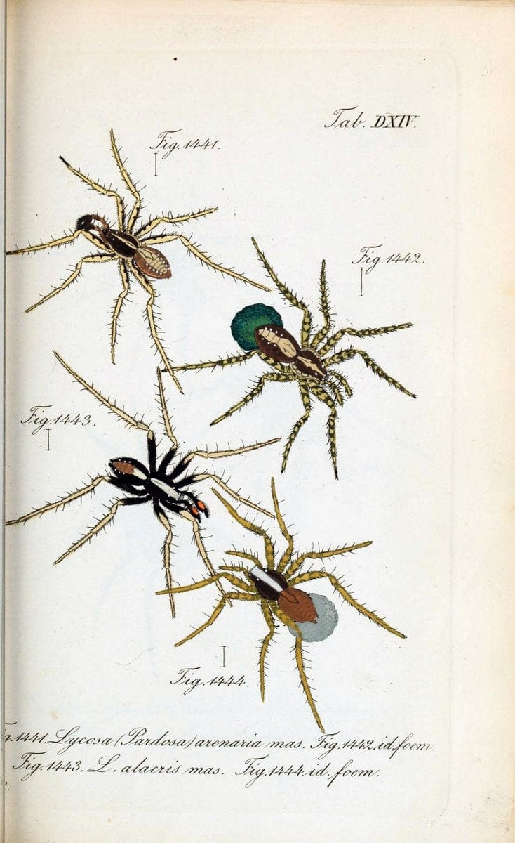 Die Arachniden :.NÃ¼rnberg :In der C. H. Zeh'schen Buchhandlung,1831-1848.  | Arachnida  | Vintage Print Reproduction 471099