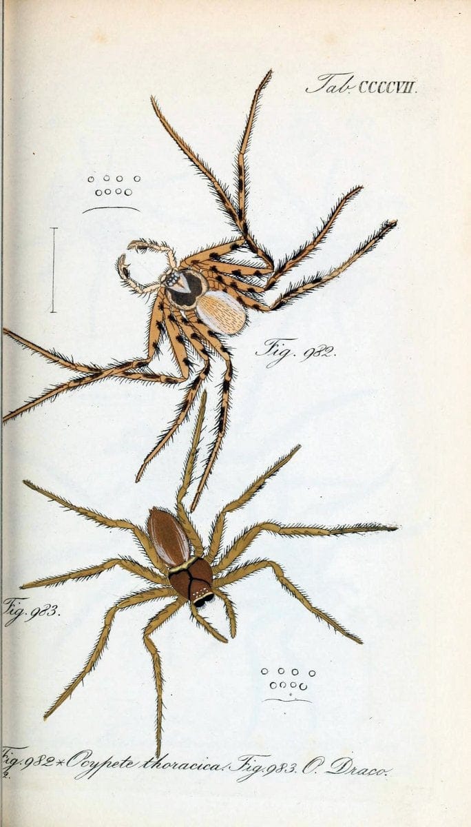 Die Arachniden :.NÃ¼rnberg :In der C. H. Zeh'schen Buchhandlung,1831-1848.  | Arachnida  | Vintage Print Reproduction 471100