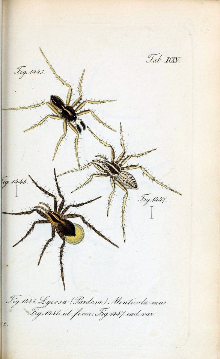 Die Arachniden :.NÃ¼rnberg :In der C. H. Zeh'schen Buchhandlung,1831-1848.  | Arachnida  | Vintage Print Reproduction 471101