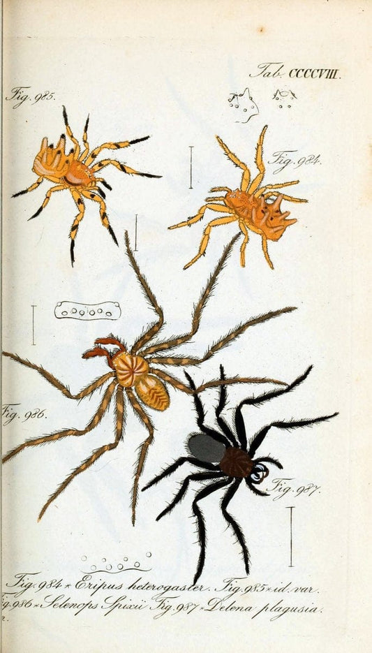 Die Arachniden :.NÃ¼rnberg :In der C. H. Zeh'schen Buchhandlung,1831-1848.  | Arachnida  | Vintage Print Reproduction 471102